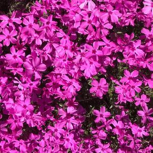 Meet your Posher, Peggy